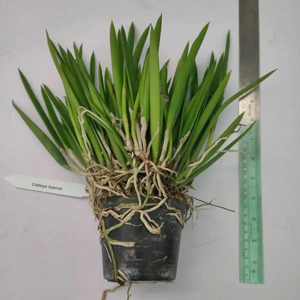 Brassavola Nadoza - Blooming Stage