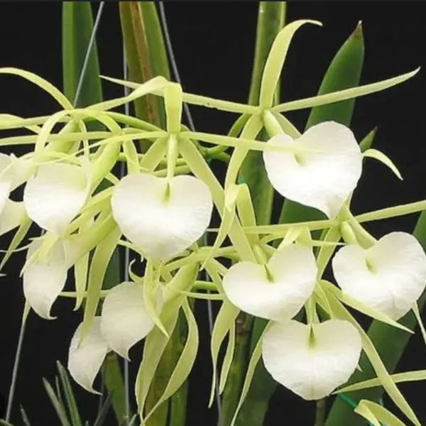 Brassavola Nadoza - Blooming Stage