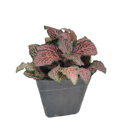 Fittonia - Ruby red