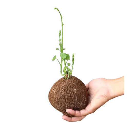 Stephania Erecta - Rare - BIG