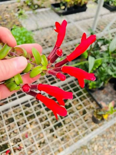 Curly hoya lipstick plant(Aeschynanthus radicans 'Curly' variegated)