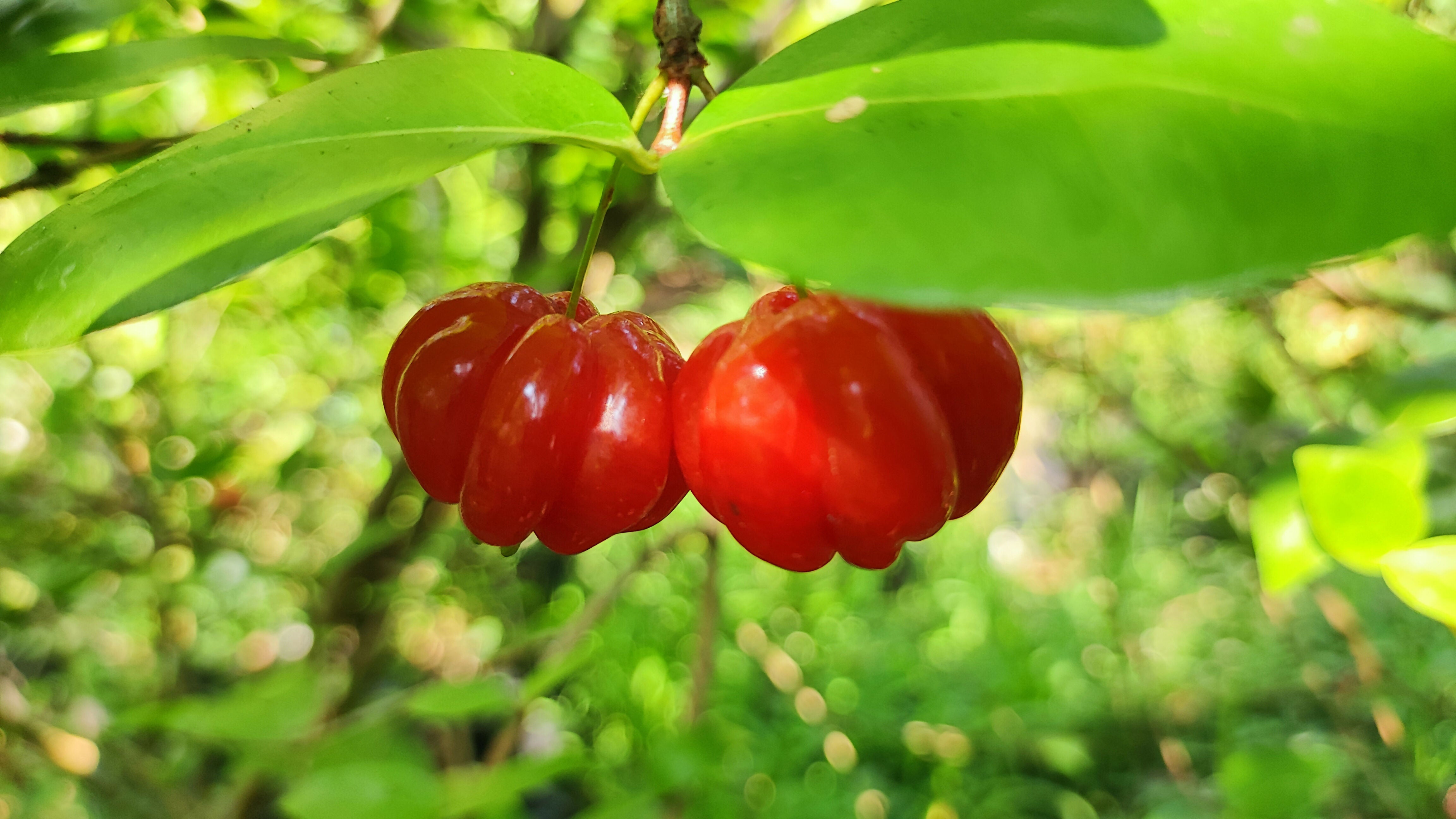 Red Surinam Cherry Fruit Plants (Eugenia Uniflora)