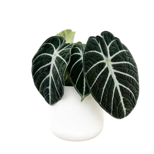 Alocasia Ninja