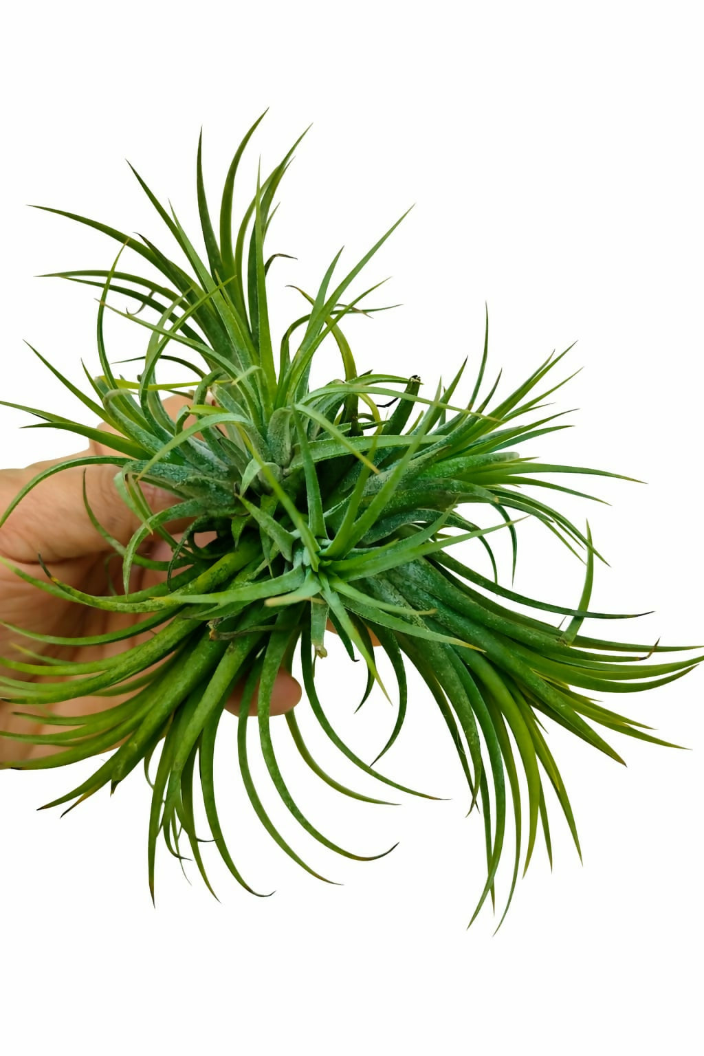 Tillandsia Ionantha Druid bushy