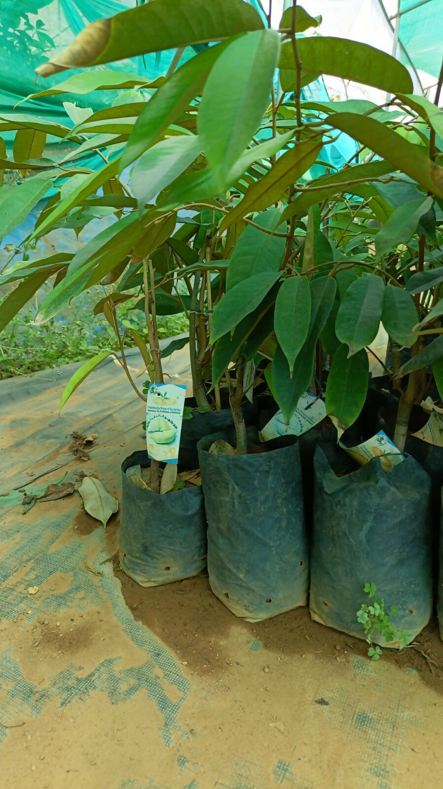 Durian Monthong – Live Grafted Bud - Keyfarm Wayanad