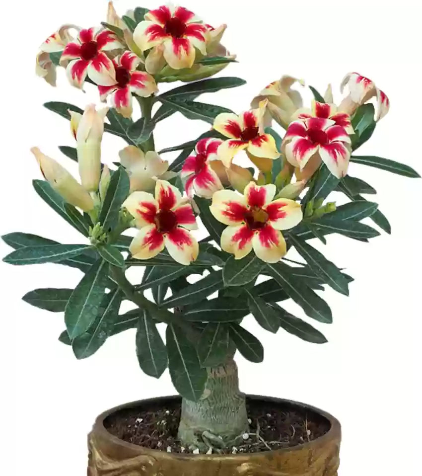 Adenium Plant-95