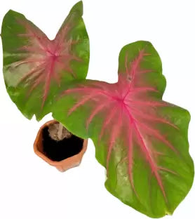 Caladium 'Brandywine' - Tuber