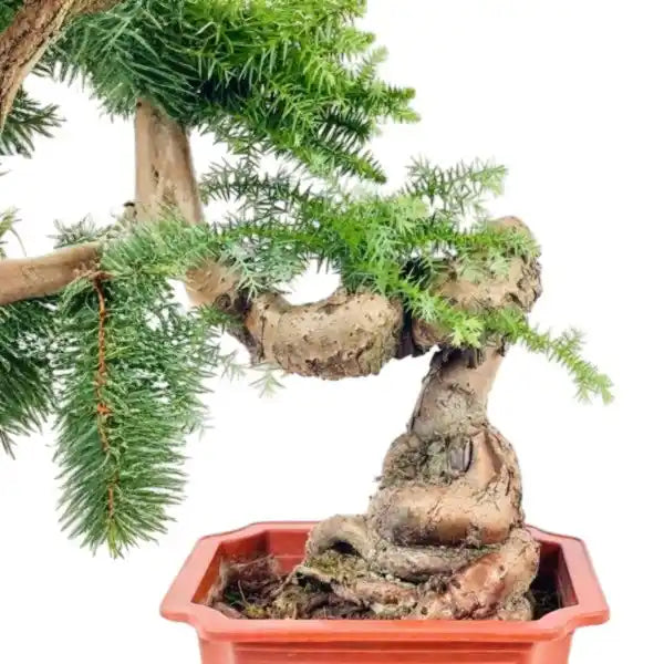 Araucaria Cunninghamii Bonsai