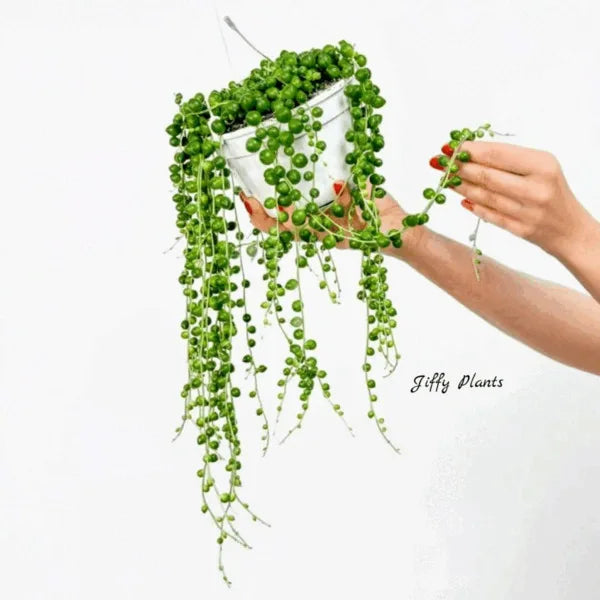 String Of Pearls, Senecio Rowleyanus, Curio Rowleyanus - Bushy Pot