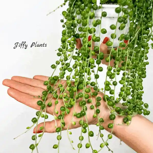 String Of Pearls, Senecio Rowleyanus, Curio Rowleyanus - Bushy Pot