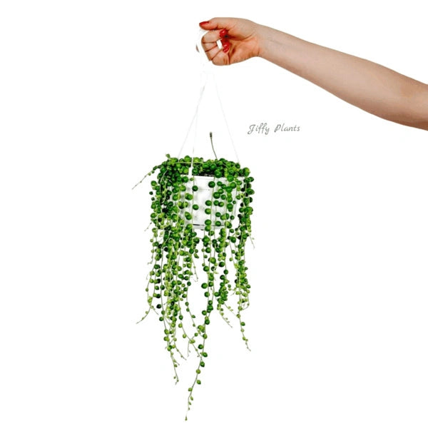 String Of Pearls, Senecio Rowleyanus, Curio Rowleyanus - Bushy Pot
