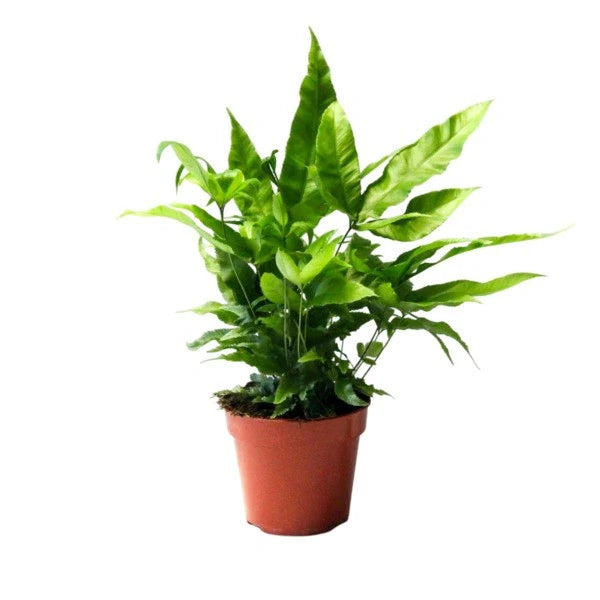 Pteris Cretica Parkeri Fern