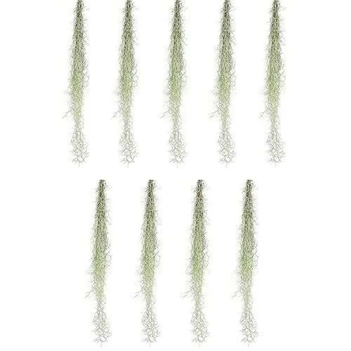 Spanish Moss Air Plant (Tillandsia usneoides)