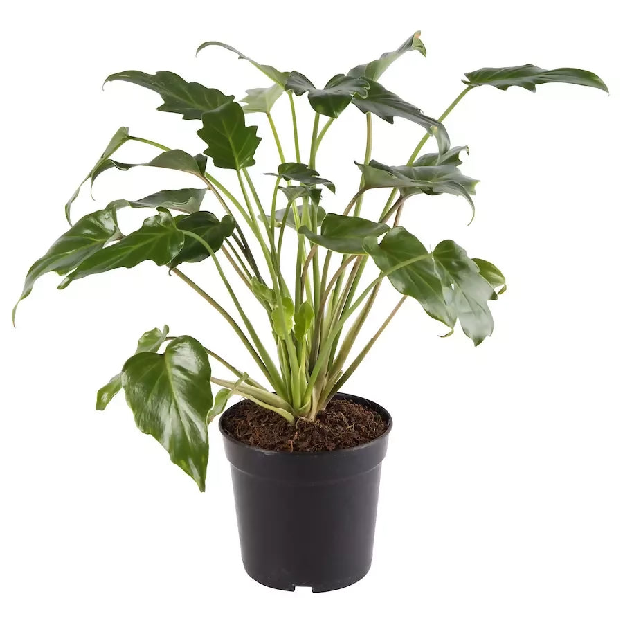 Philodendron Xanadu