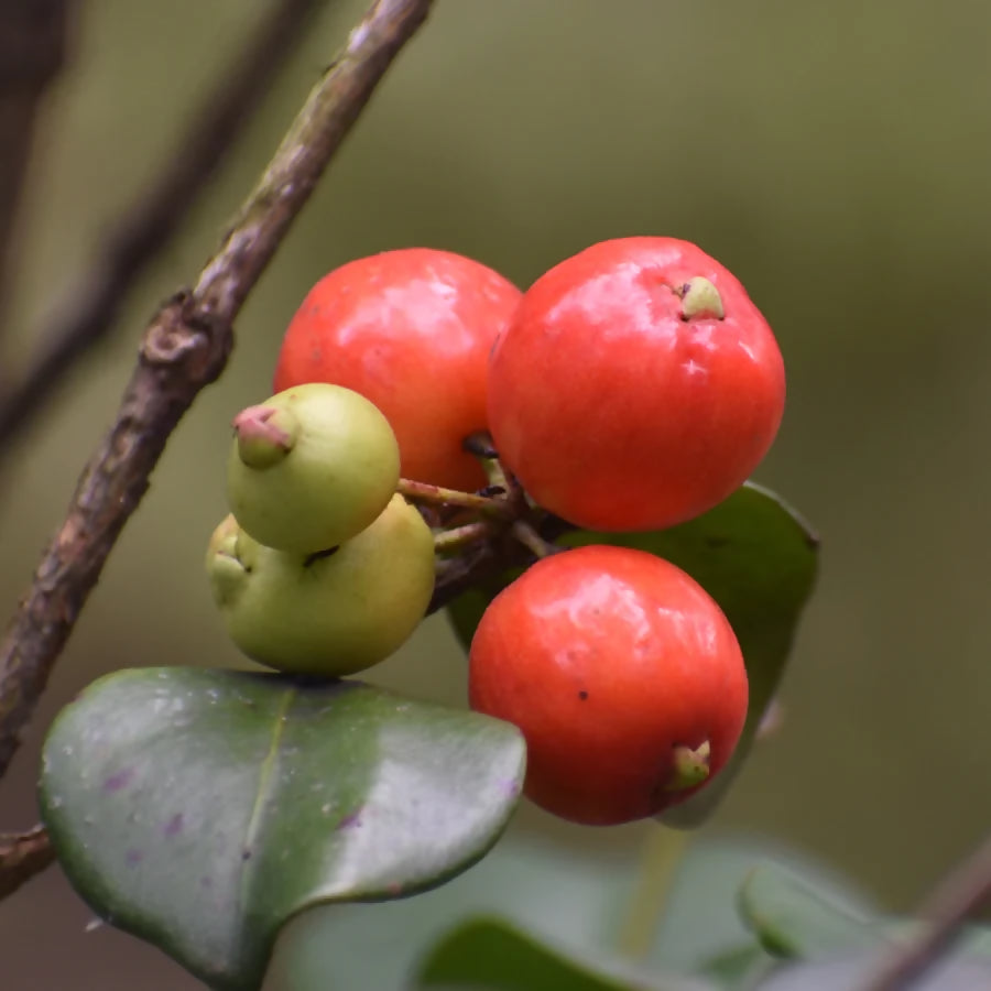 Cedar Bay Cherry (Eugenia reinwardtiana)