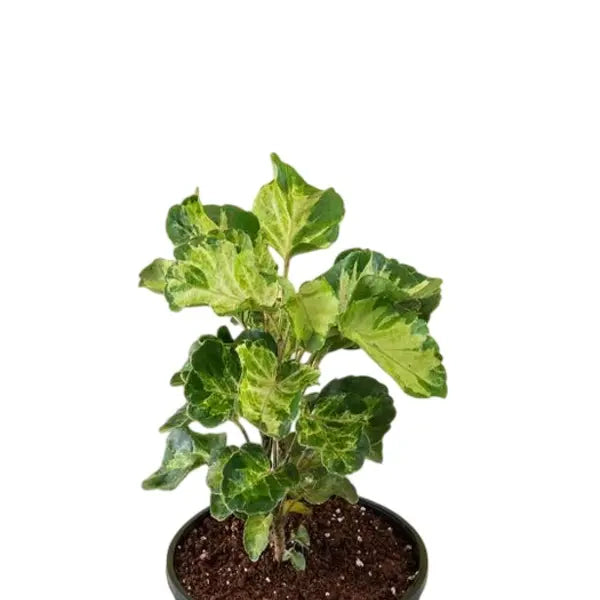 Aralia Polyscias Balfouriana Ornamental Plant