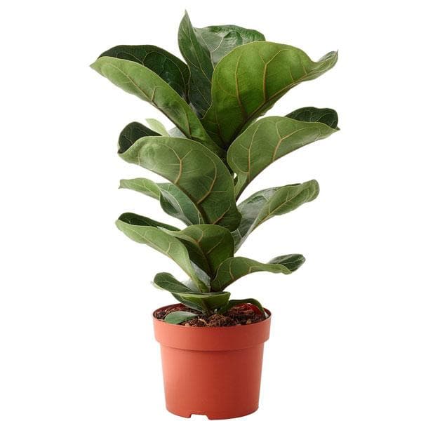 Fiddle Leaf Fig , Ficus Lyrata Bambino - Plant