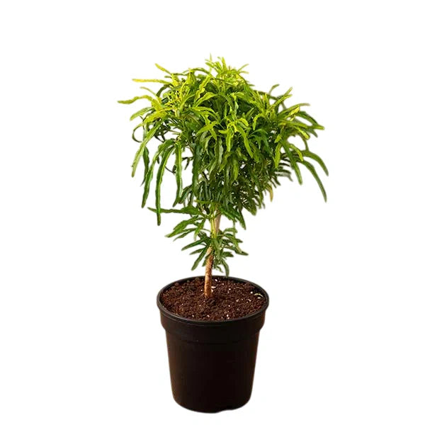 Aralia Ball Golden