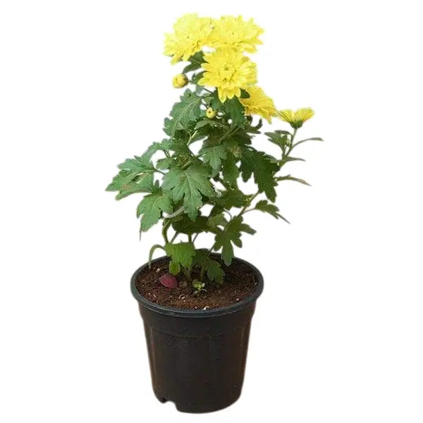Yellow Chrysanthemum (Jamanthi)