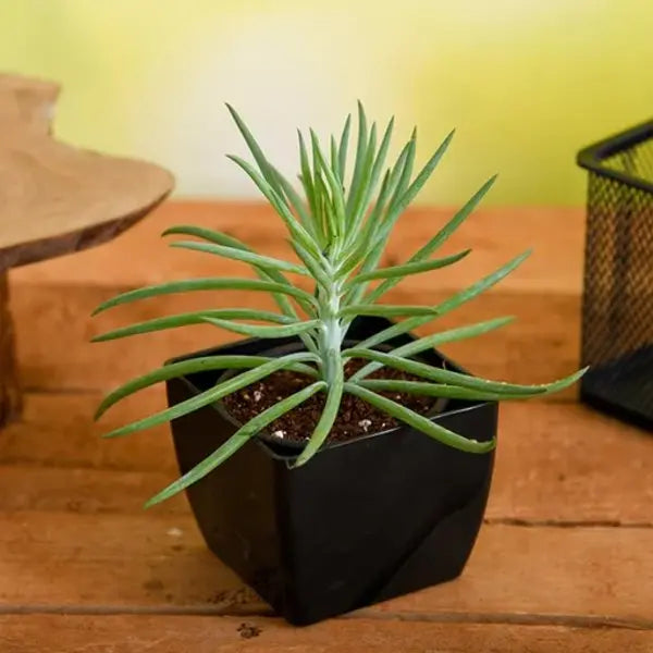 Bush Senecio Succulent | Upright Evergreen