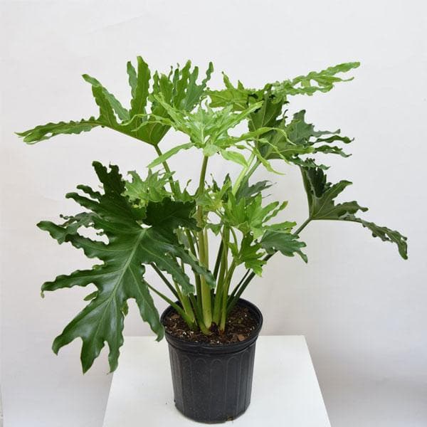Philodendron Selloum Green