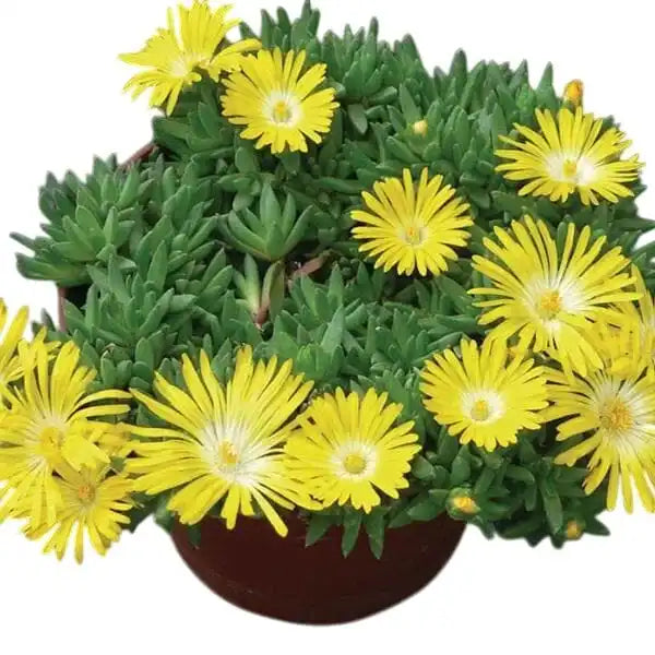 Bergeranthus (Yellow Flowering Succulent)