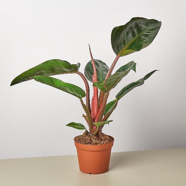 Philodendron Rojo Congo