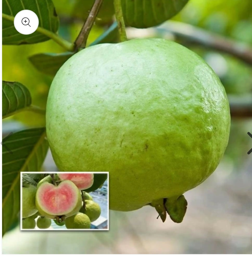 Madhuri Guava – Live Grafted Exotic Fruit Tree - Keyfarm Wayanad