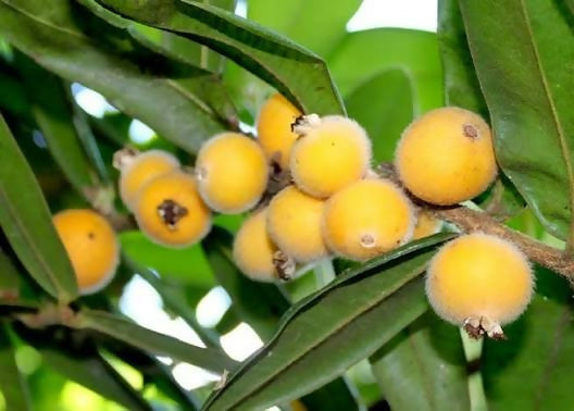 Yellow Jaboticaba – Live Grafted - Keyfarm Wayanad
