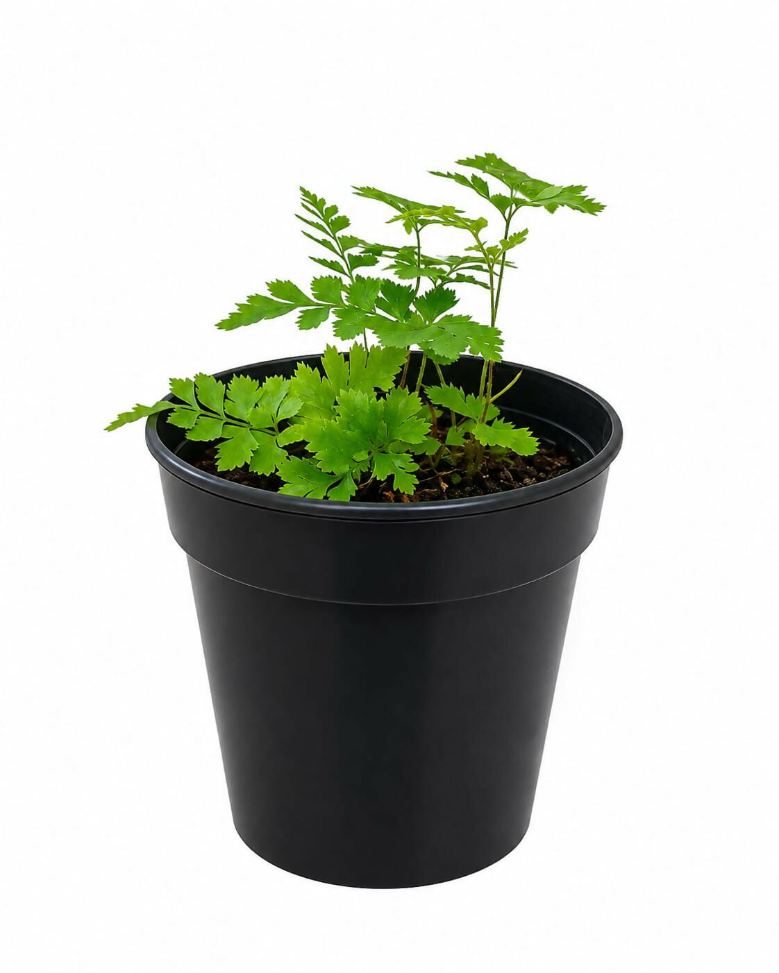 East Indian Holly Fern – Sapling- The Lush Flora