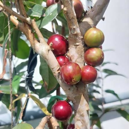 Novak Cauliflora Jaboticaba – Live Grafted Exotic Fruit Tree - Keyfarm Wayanad