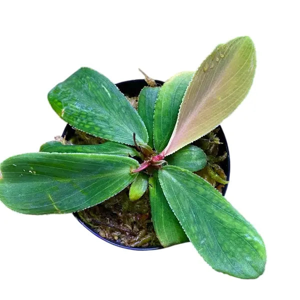 Homalomena Sp. Dolphin