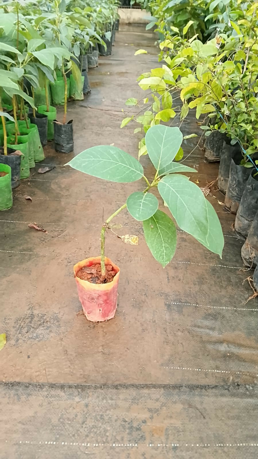Mature Avocado TKD1 fruit growing on a tree branch