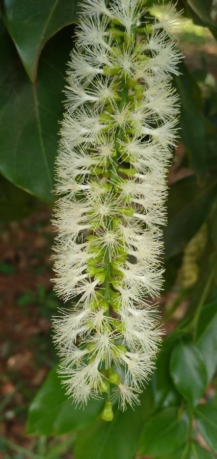 Guama Ice Cream Bean (Inga laurina)