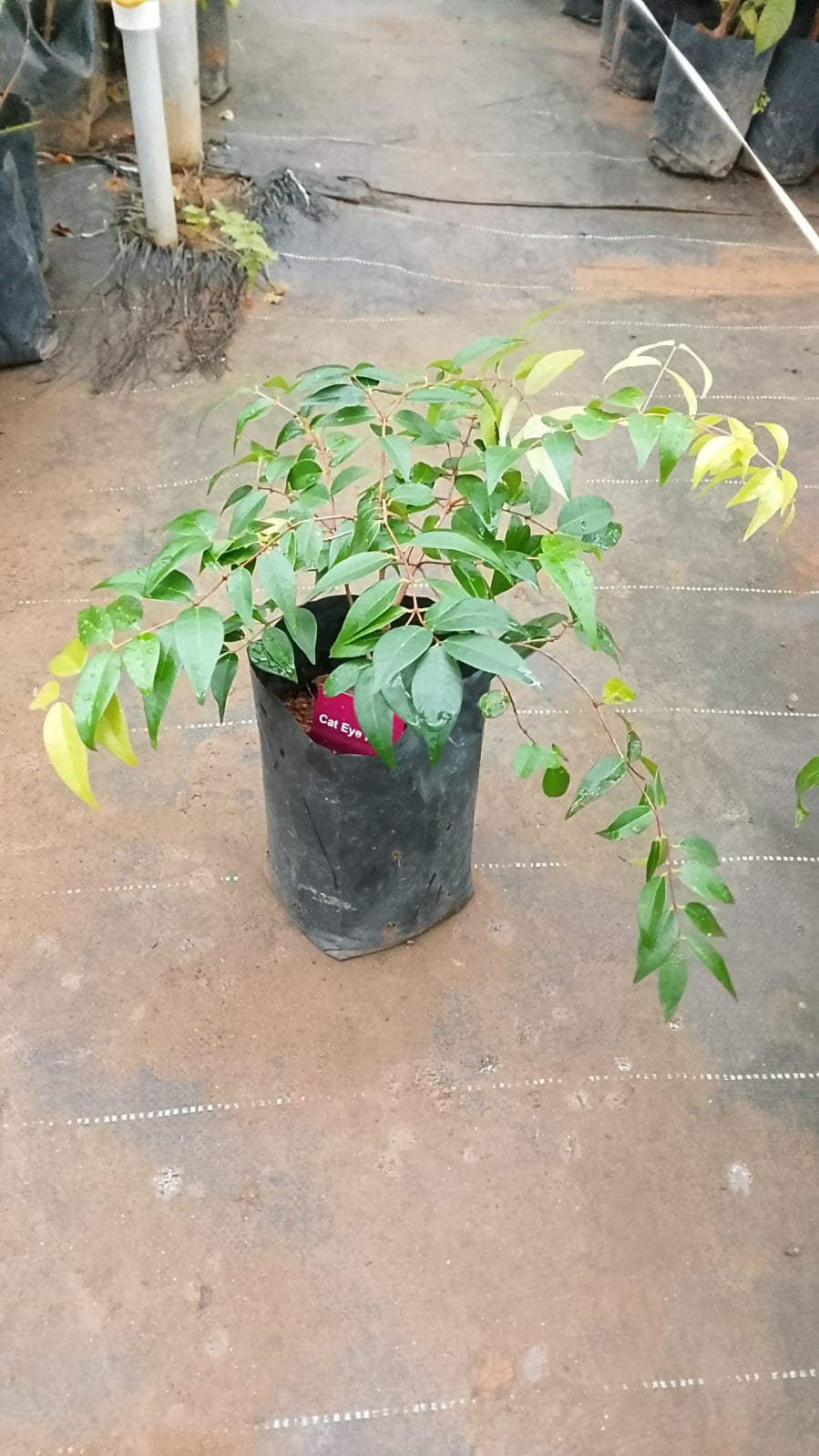 Cat Eye Fruit Plant (Syzygium Zeylanicum) - 600g