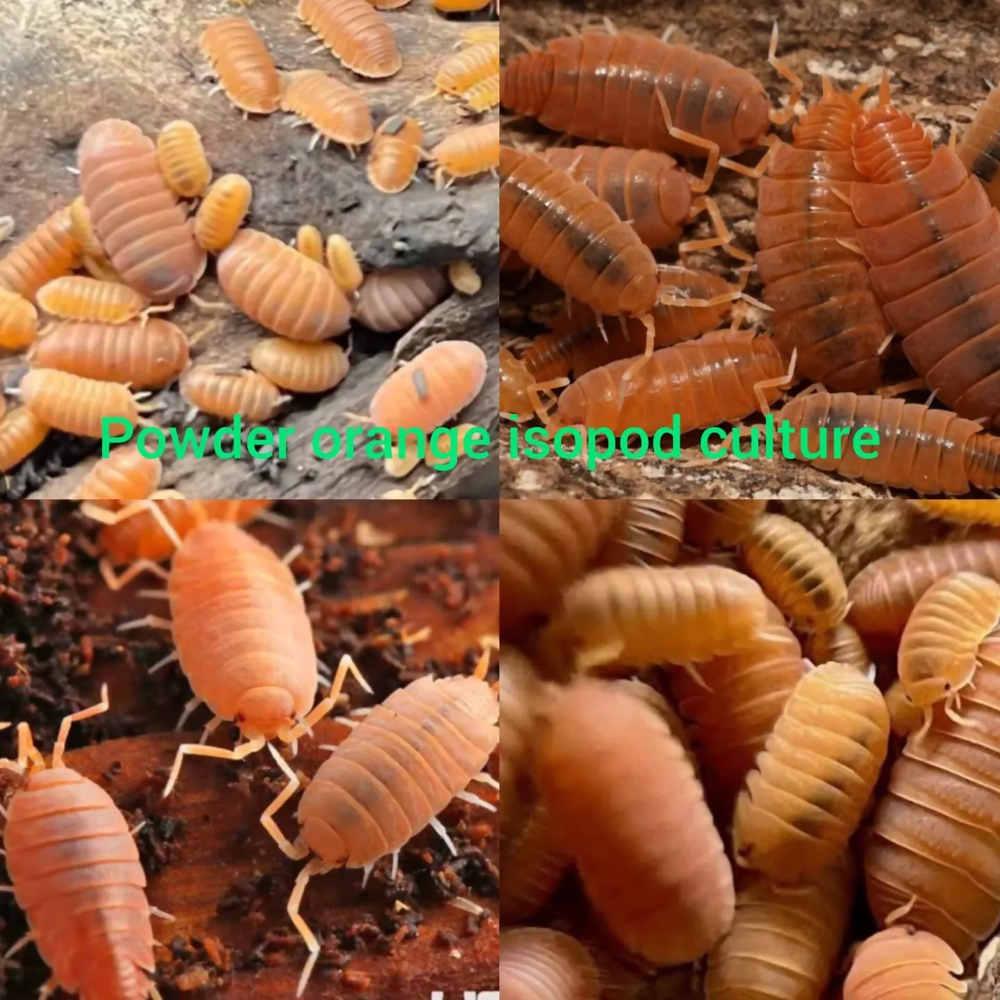Powder orange isopod culture