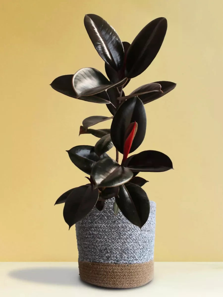 Rubber Plant Ficus Elastica ‘Burgundy’