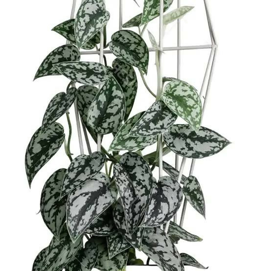 Silver scindapsus