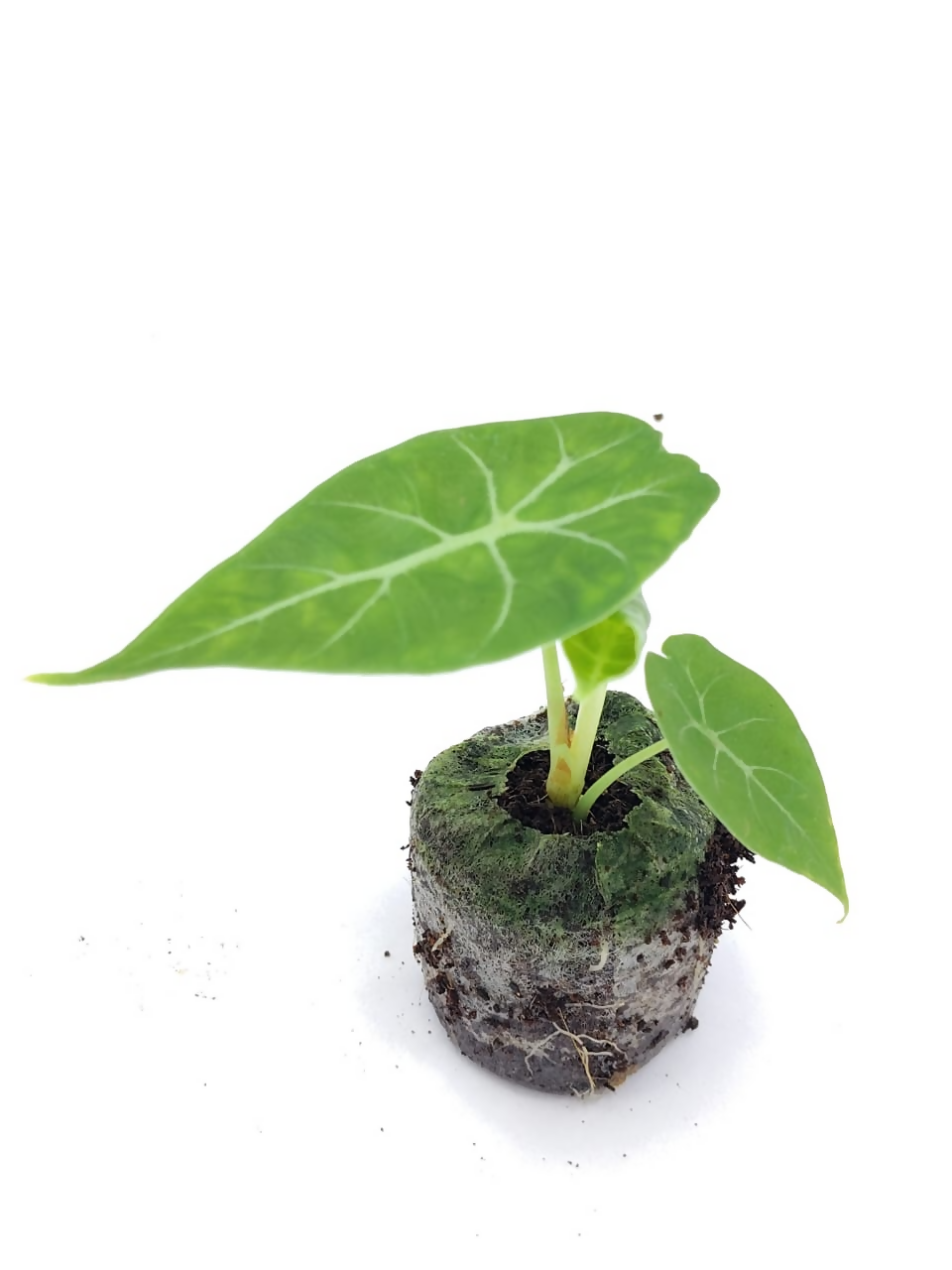 Alocasia watsoniana-Exotic TC plant-EtherealDNA
