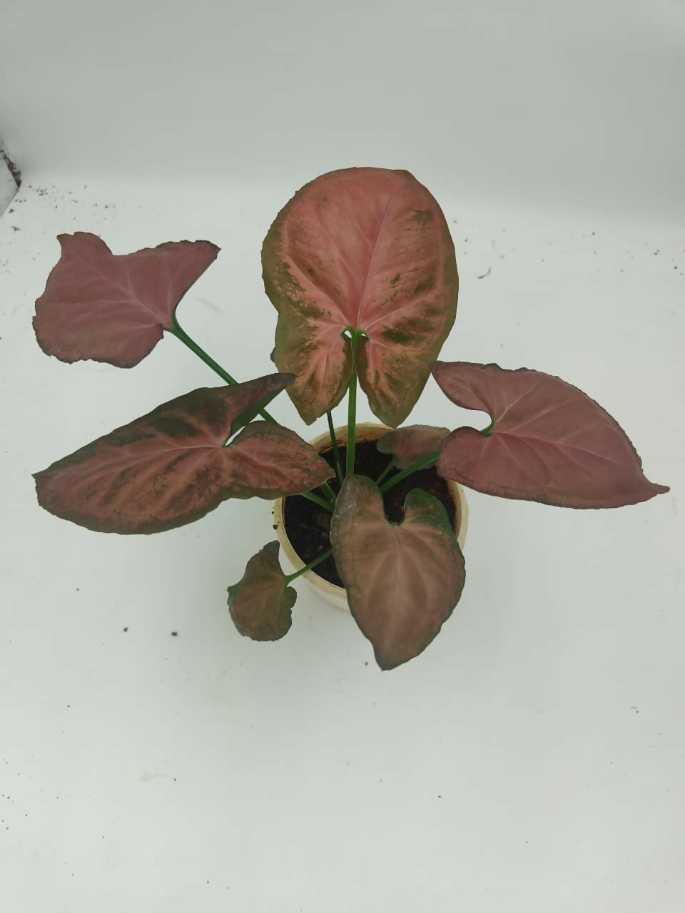 Syngonium orm nak red