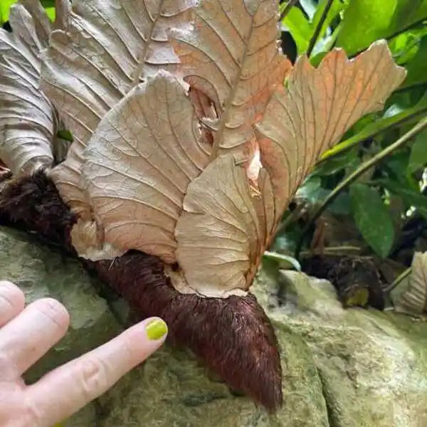 Oakleaf Fern, Aglaomorpha Drynaria Quercifolia