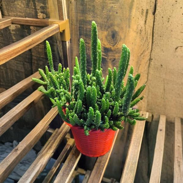 Opuntia Tuna Monstruosa Cactus