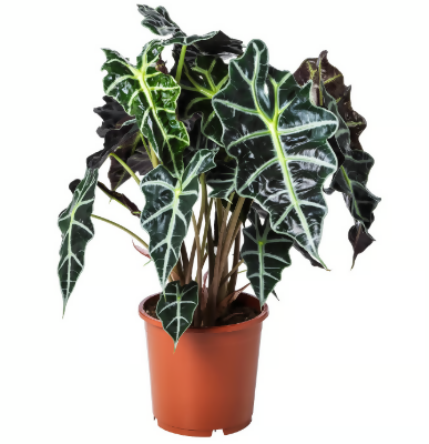 Alocasia Amazonica