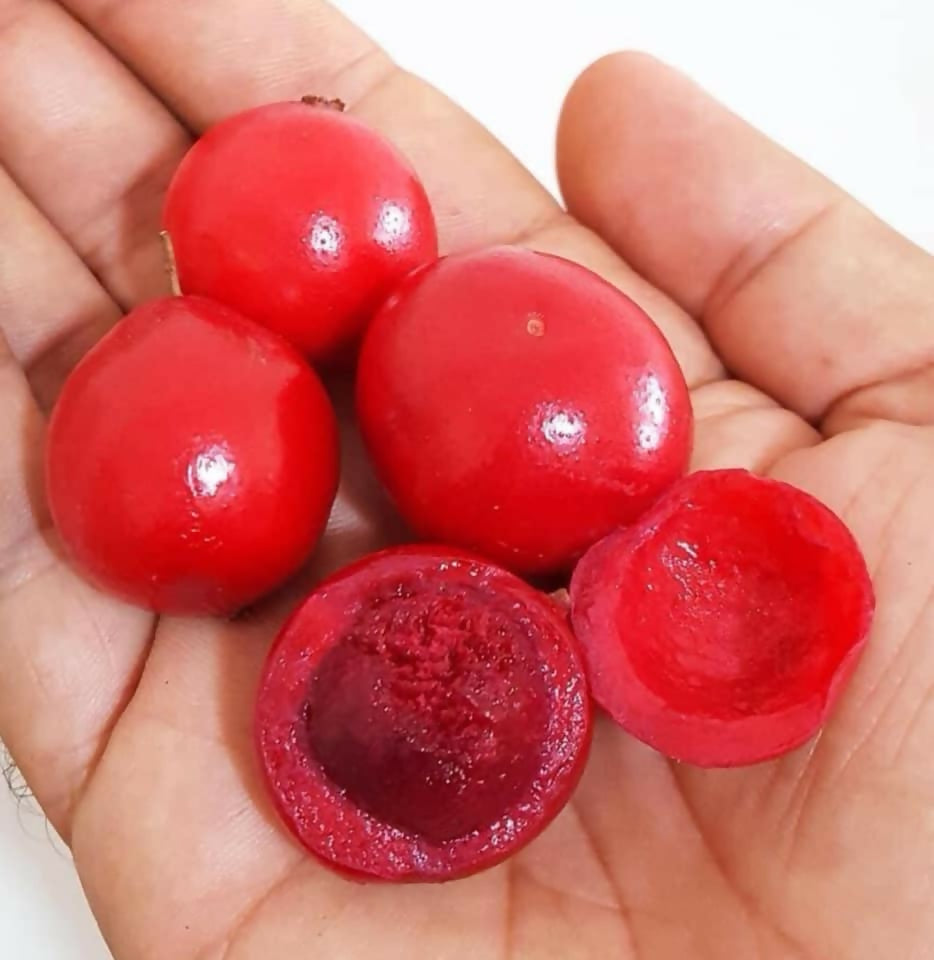 Ubaia Fruit plant (Eugenia patrisii)