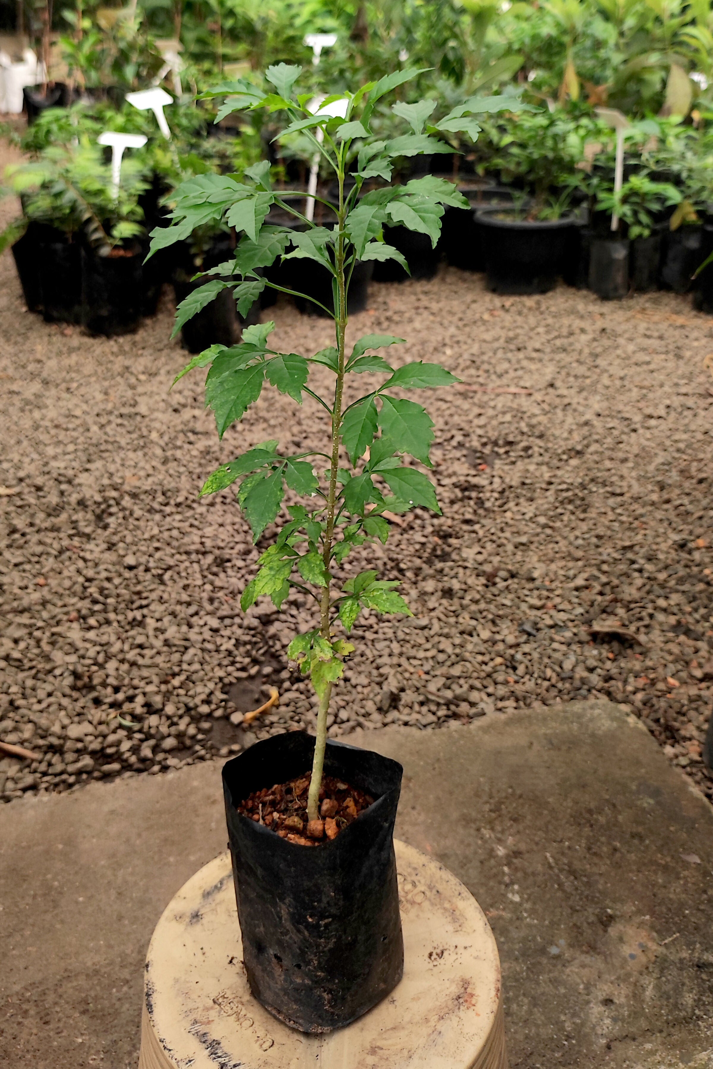 Candle Fruit Plants (Parmentiera Cereifera)