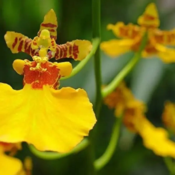 Dancing Girl Yellow Seedlings