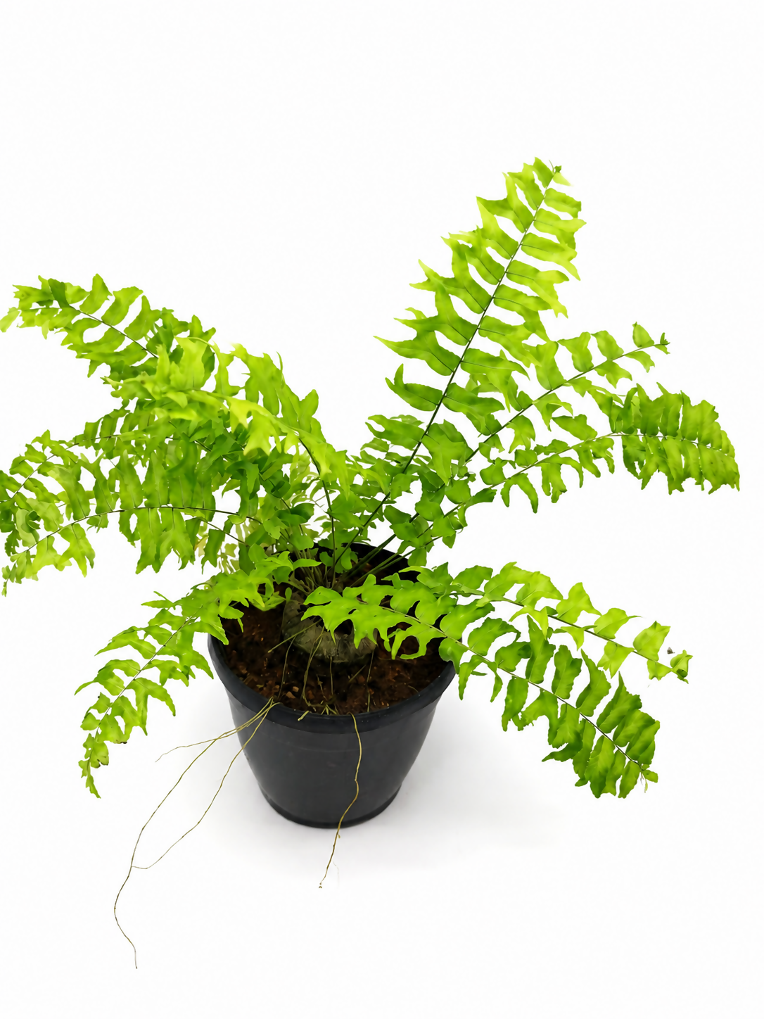 Nephrolepis falcata (Fish-tail fern)