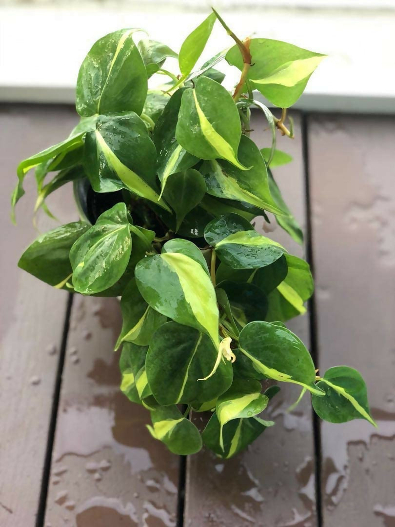 Brazilian Pothos (Philodendron Hederaceum)