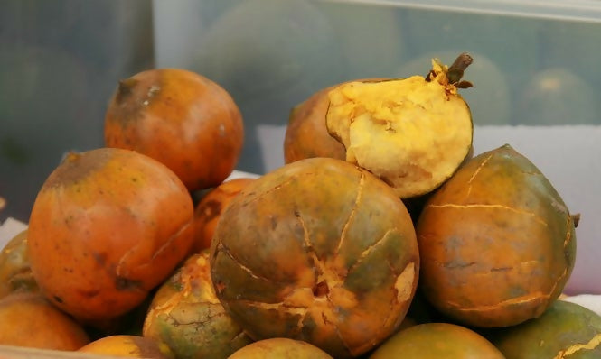 Lucuma Fruit Plant (Pouteria Lucuma)