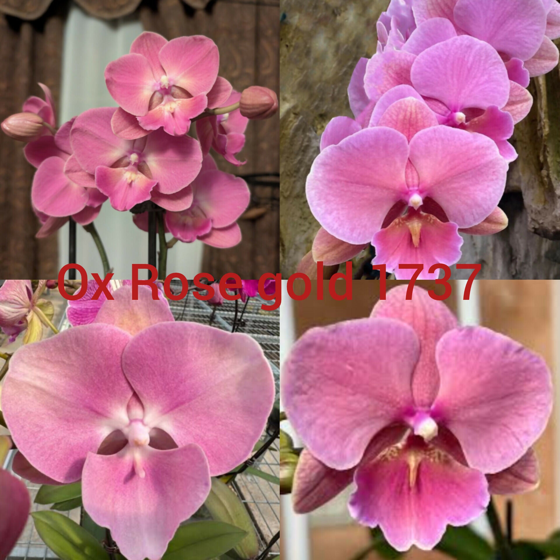 Phalaenopsis orchids 1737